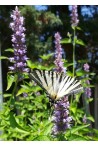 Plantes pour attirer les pollinisateurs - Choix et achat en ligne