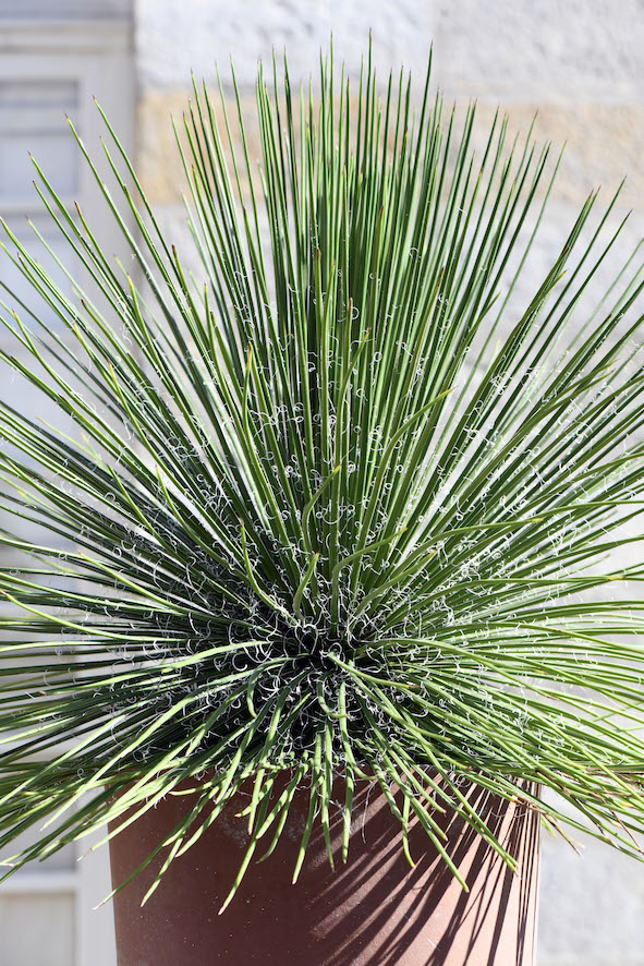 Agave geminiflora