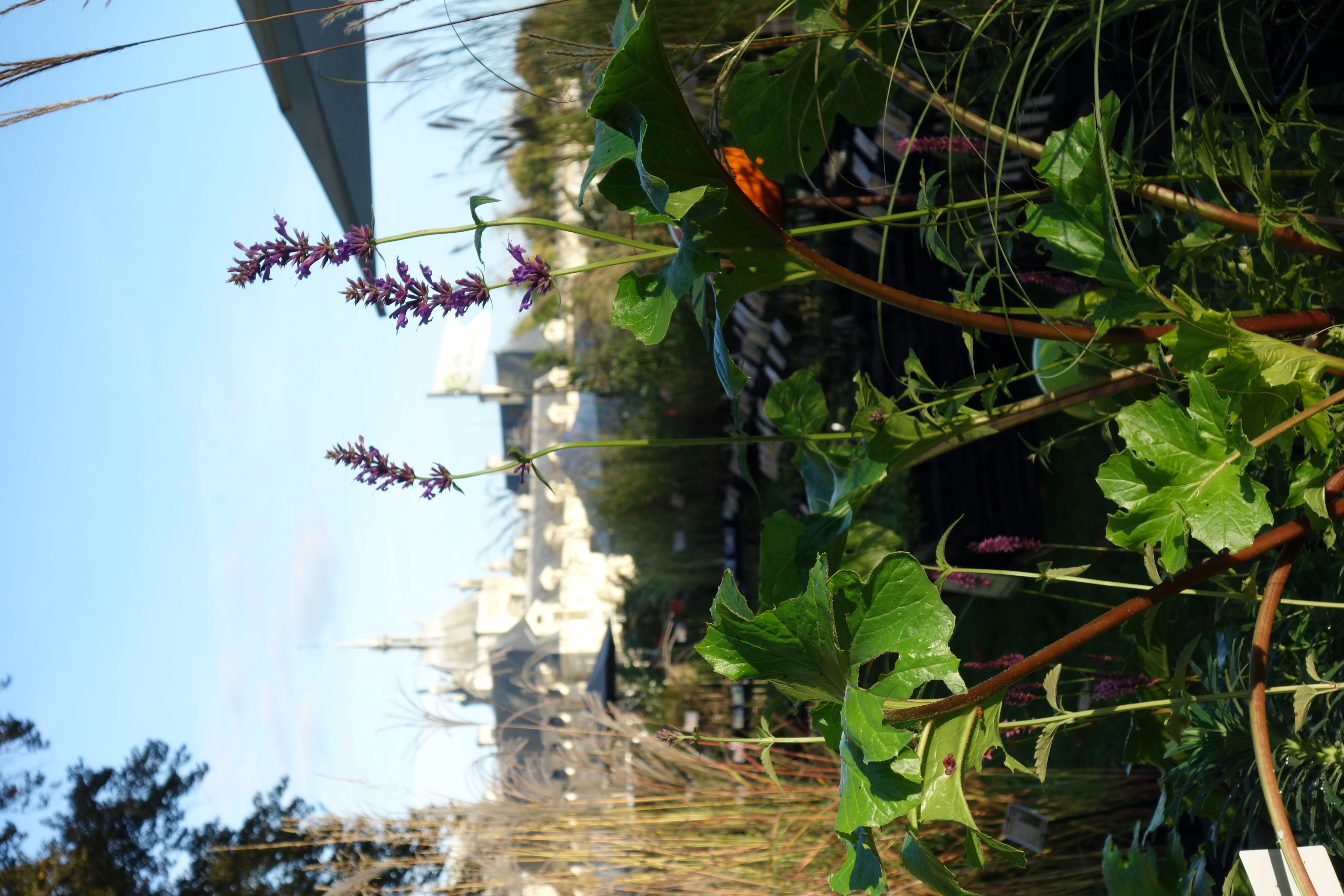 acanthe agastache plantes vivaces