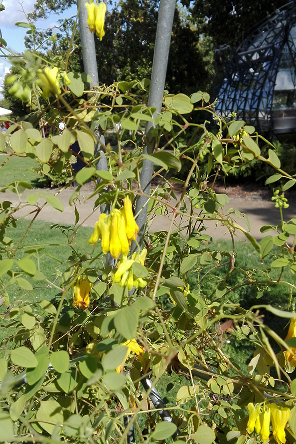 Dactylicapnos scandens larme d'or