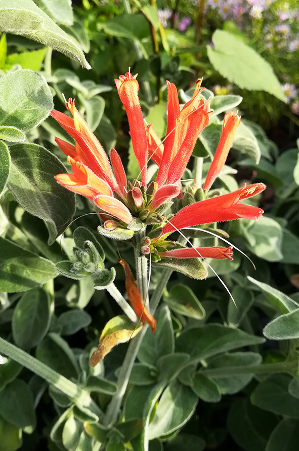 Dicliptera suberecta jacobinia chantilly prix