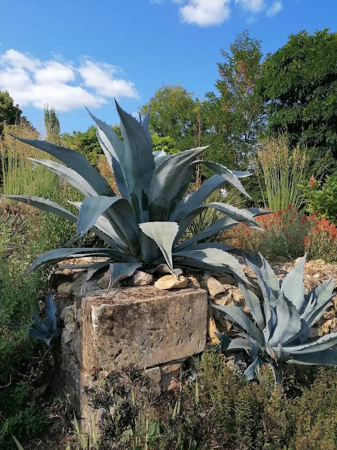 Agave rustique jardin atelier du vegetal