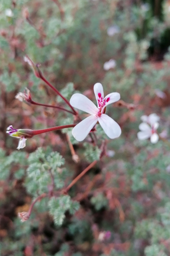 Pelargonium abrotanifolium plante